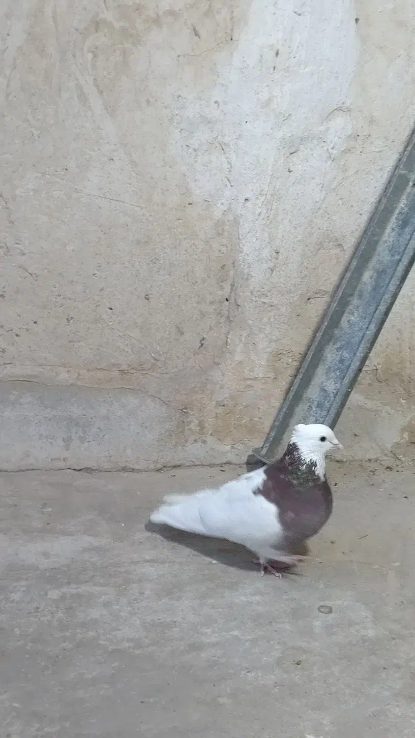کبوتر طوقی|پرنده|خمینی‌شهر, |دیوار