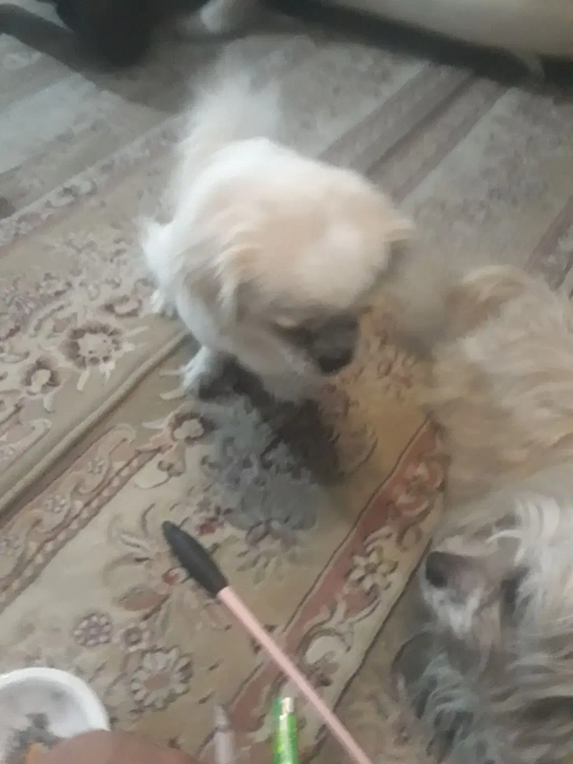 سگ پا کوتاه|سگ|کرج, خرمدشت|دیوار