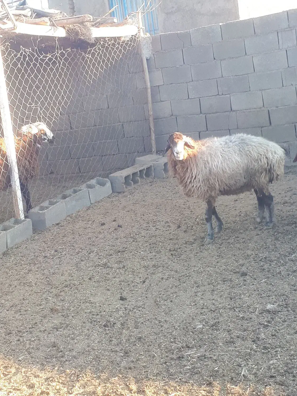 میش جوان چاق بزغاله|حیوانات مزرعه|اسفراین, |دیوار