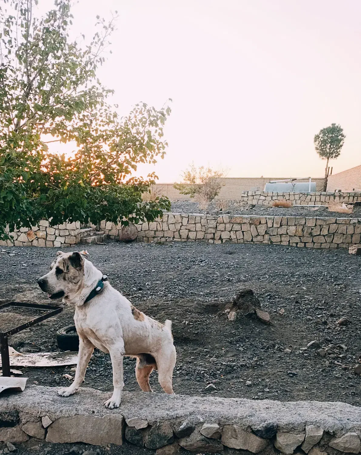 واگذاری افغان اصیل|سگ|سبزوار, قصبه غربی|دیوار