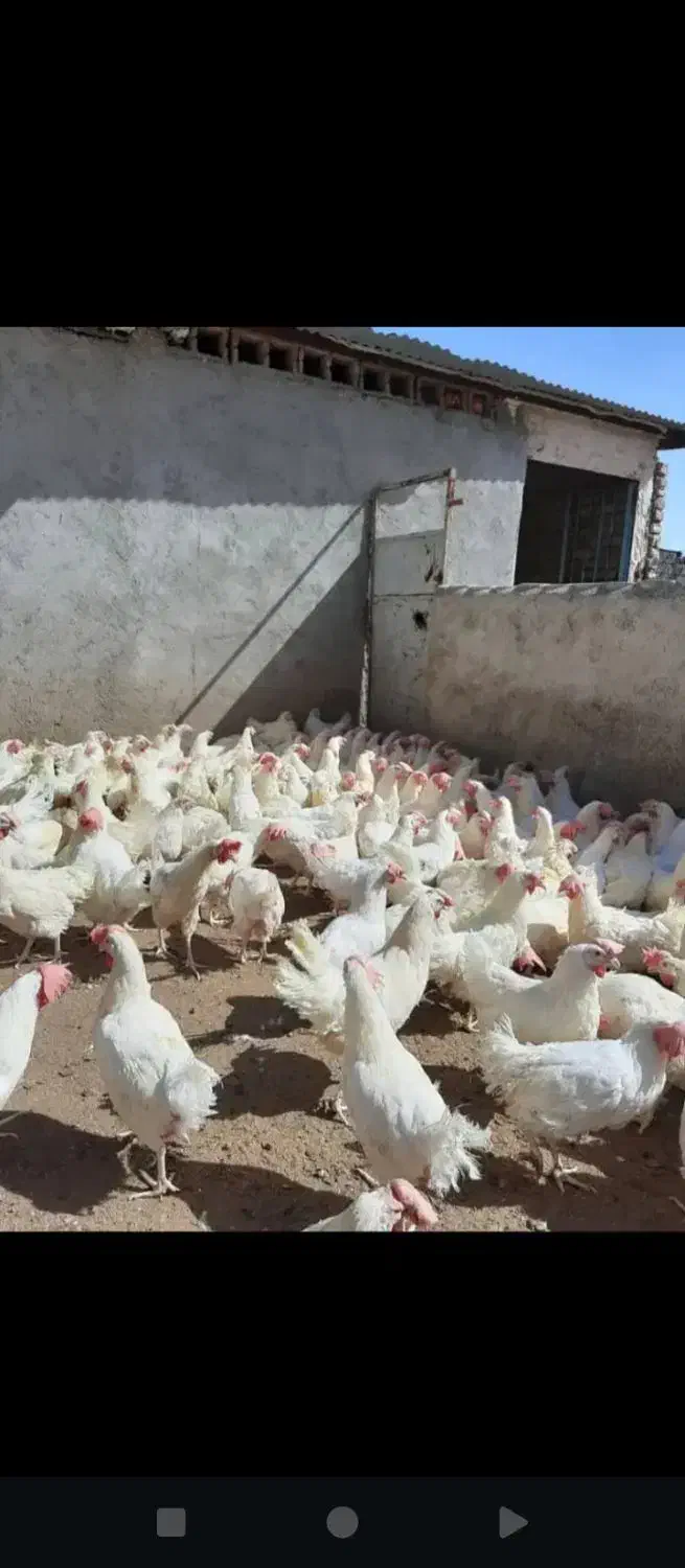 مرغ بیجلند|حیوانات مزرعه|اهواز, حصیرآباد|دیوار