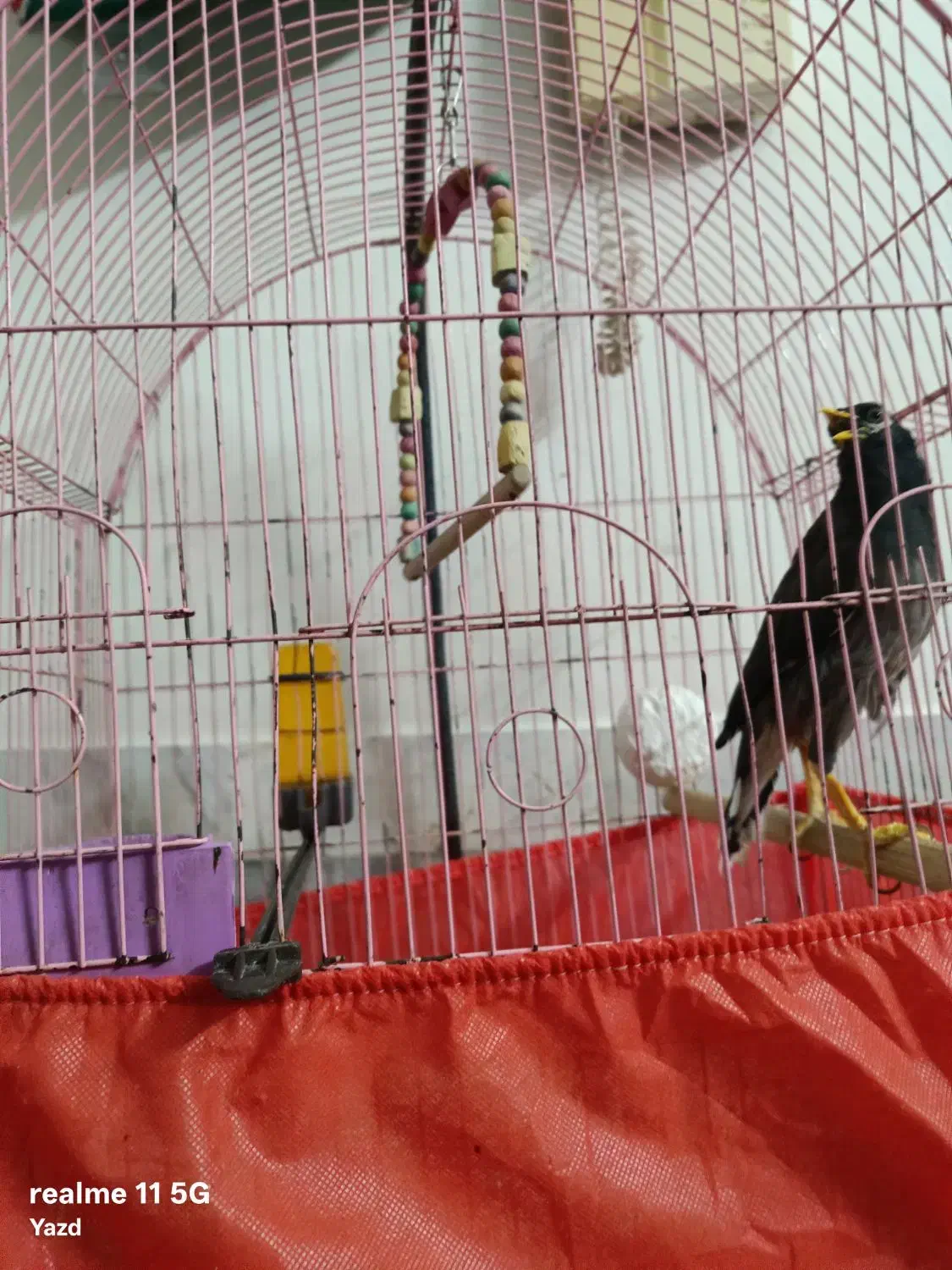 مینا سخنگو|پرنده|یزد, |دیوار