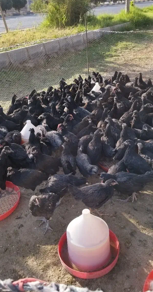 جوجه سیاه|حیوانات مزرعه|محلات, |دیوار