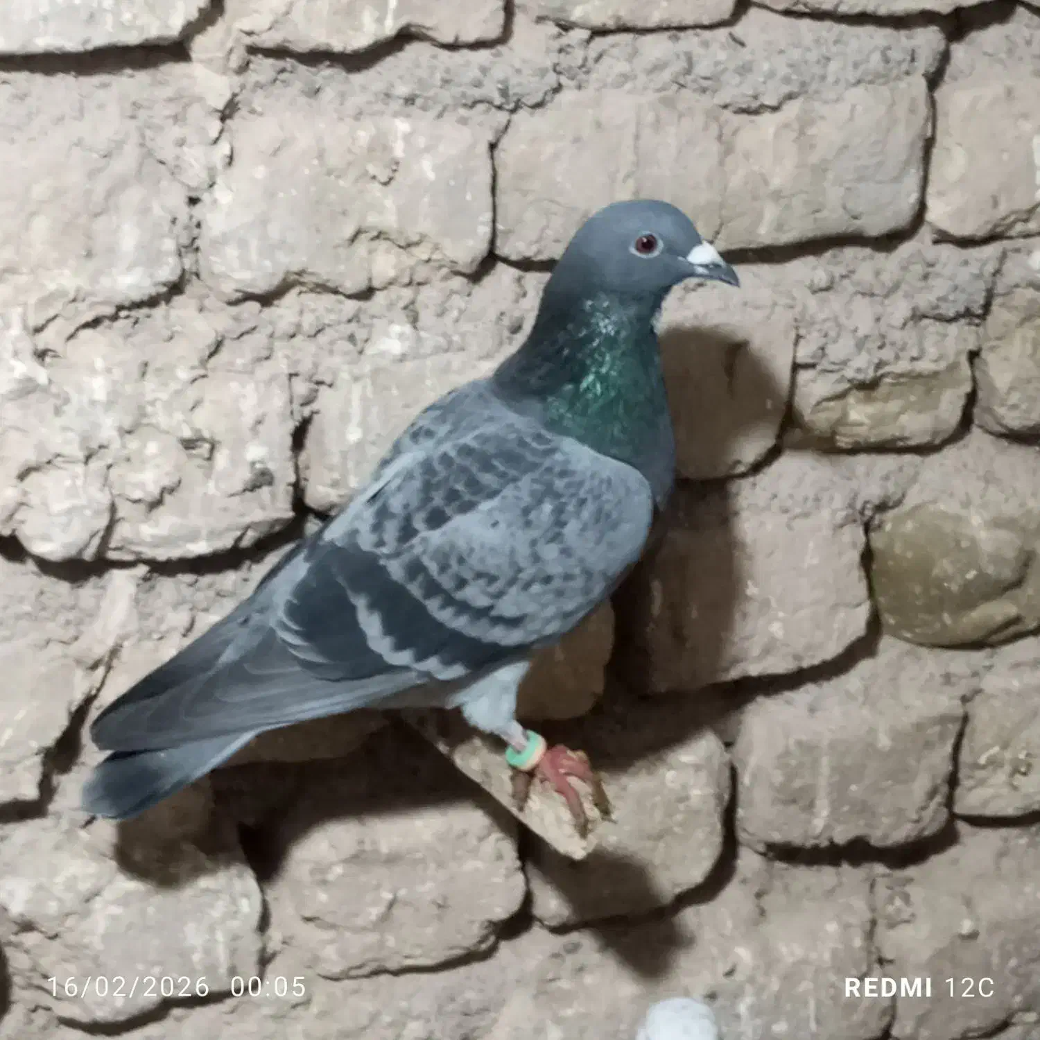 کفتر|پرنده|تربتحیدریه, پائین ولایت|دیوار