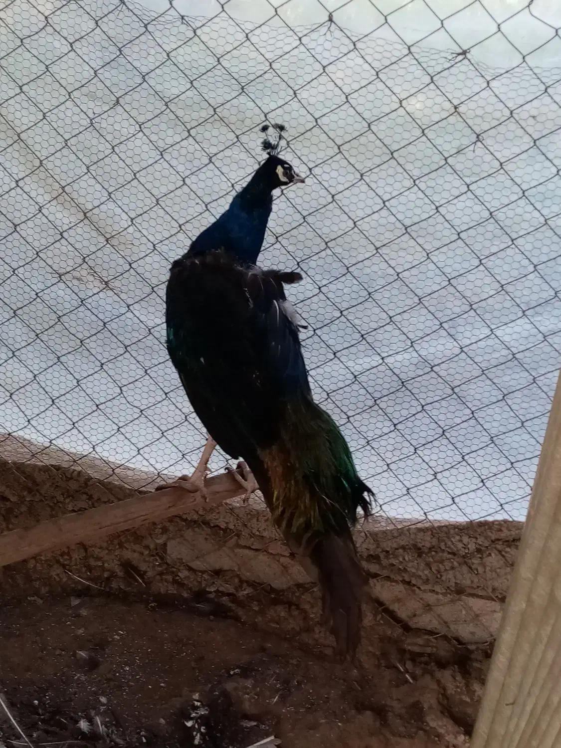 فروش طاووس های هندی|پرنده|قائم‌شهر, |دیوار