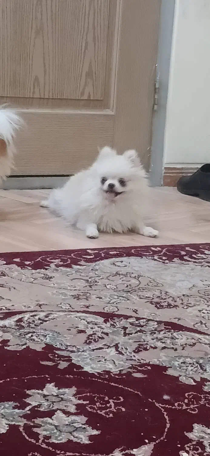 سگ پامرانین عروسکی|سگ|یزد, |دیوار