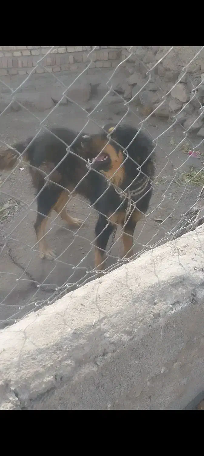 واگذاری سگ|سگ|مرند, |دیوار