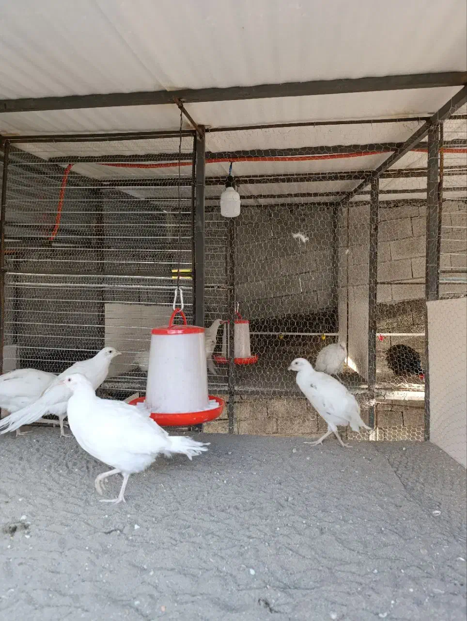 فروش مرغ و خروس آمریکایی|حیوانات مزرعه|چمستان, |دیوار