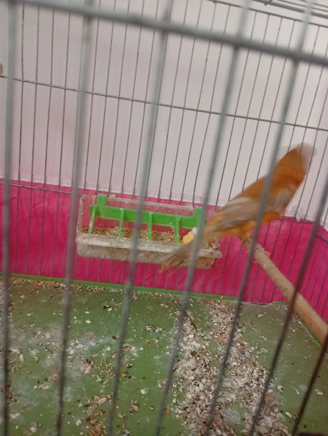 قناری|پرنده|فولادشهر, B7|دیوار