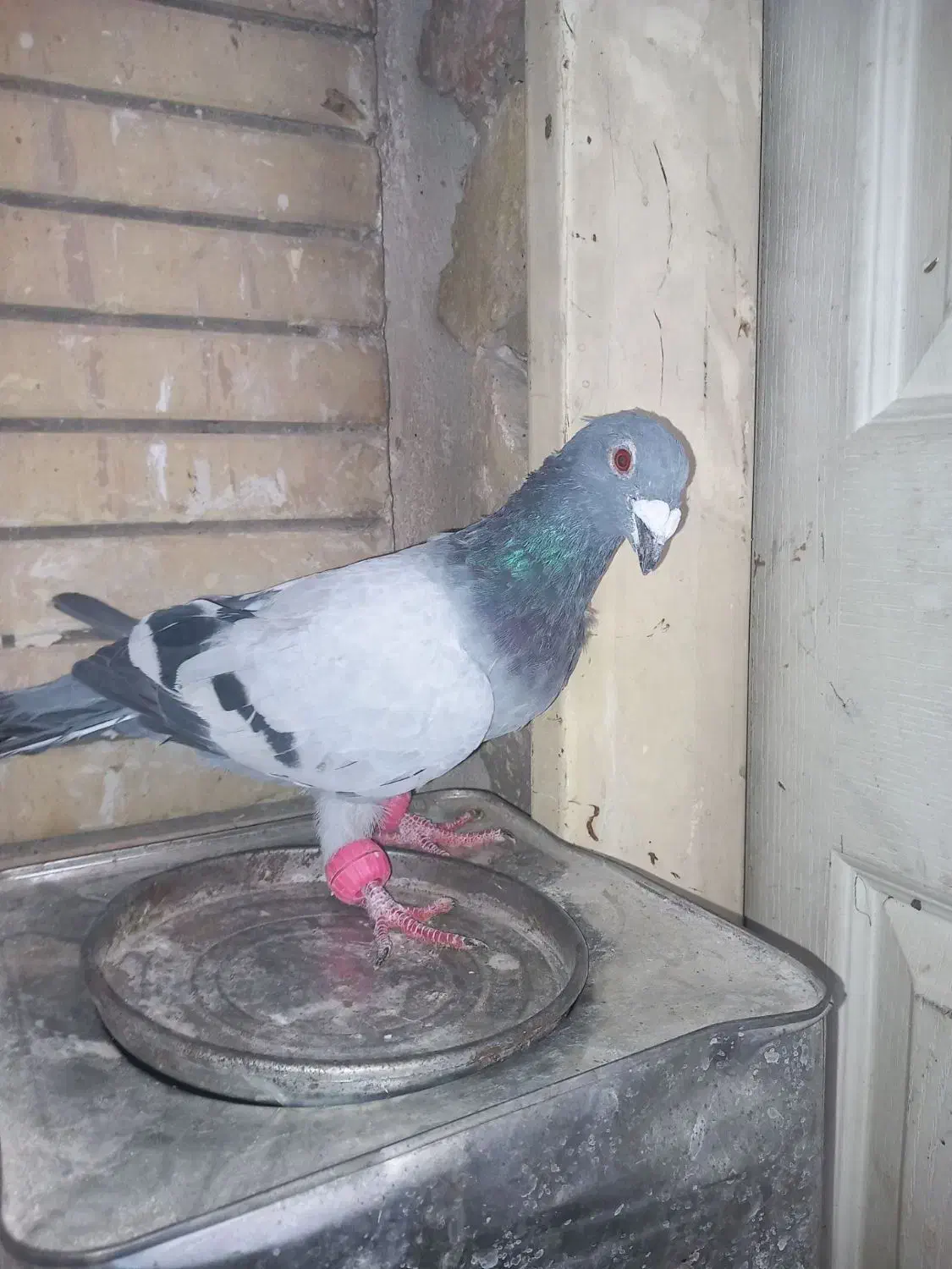 کبوتر سبز آلمانی وپولکی یه جفت روی تخم|پرنده|مشهد, کوی المهدی|دیوار