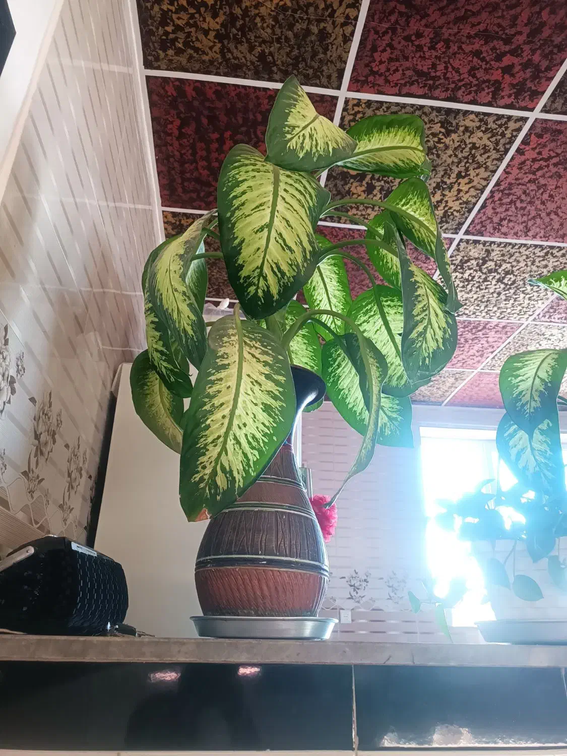 گل خانگی|گل و گیاه طبیعی|سارال, |دیوار