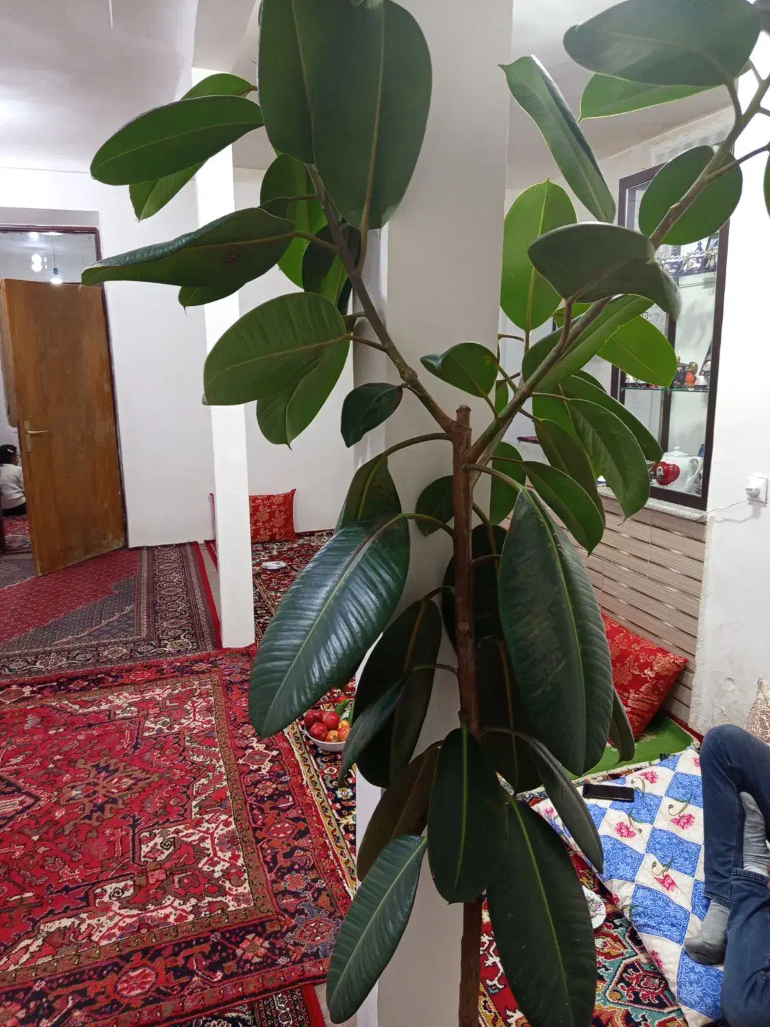 فروش گل آپارتمانی فیکوس|گل و گیاه طبیعی|بناب, |دیوار