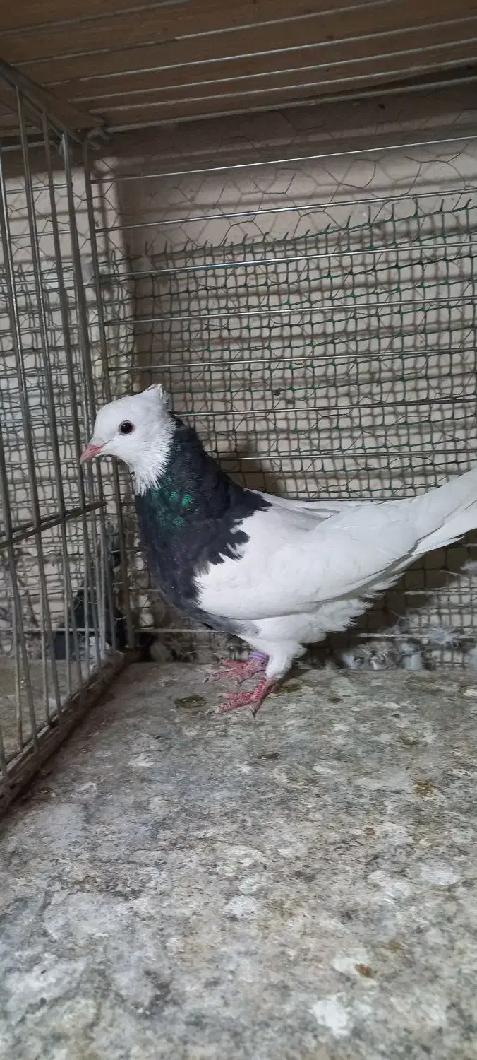 کبوتر طوقی|پرنده|شهریار, شهرک شاهد|دیوار