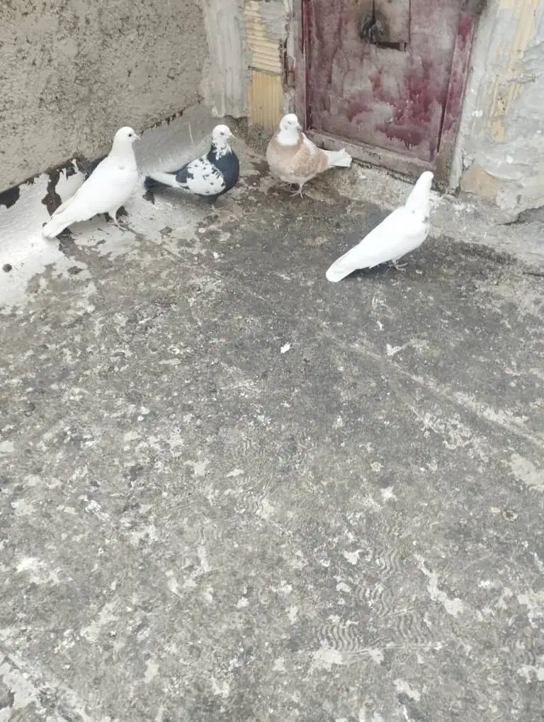 سلام چهارتاکبوترخوب|پرنده|همدان, |دیوار