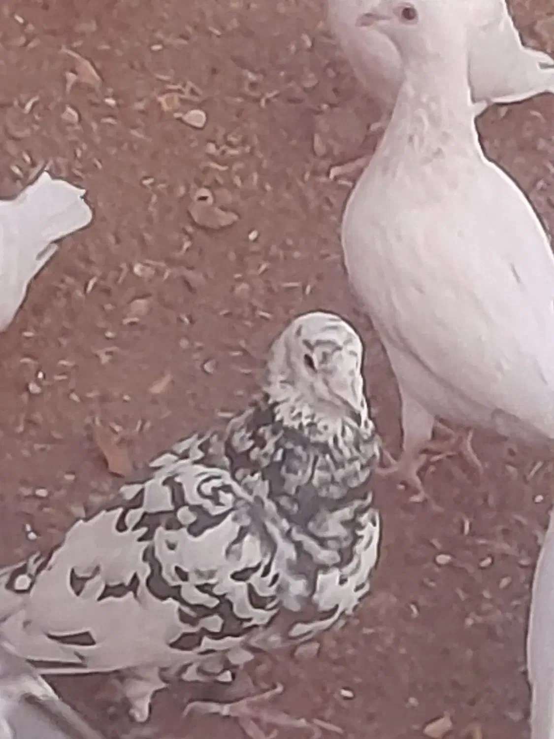 کفترپرشی ۲۴عددوجفتگاه.سارونقره ای|پرنده|باشتین, |دیوار