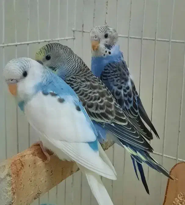 مرغ عشق جفت با جوجه|پرنده|مشهد, کوثر|دیوار