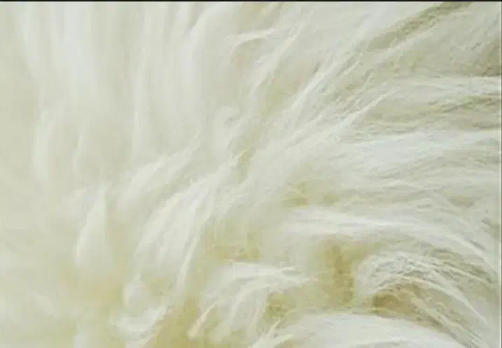 پشم گوسفندی|رختخواب، بالش، پتو|پلدشت, |دیوار