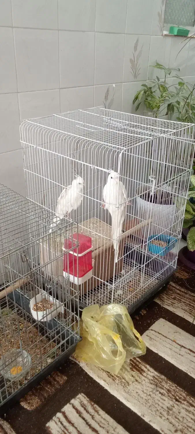 فروش عروس هلندی|پرنده|شیراز, گویم|دیوار