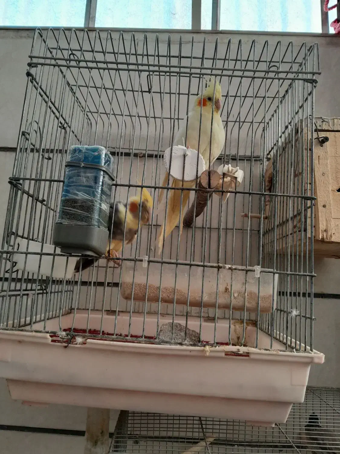 عروس هلندی همراه ۶تا جوجه|پرنده|قزوین, |دیوار