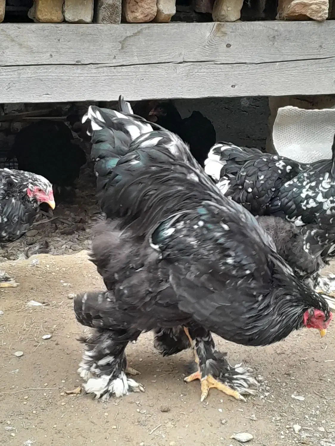 فروش دوعددخروس برهمابلک متلد|حیوانات مزرعه|گمیشان, |دیوار