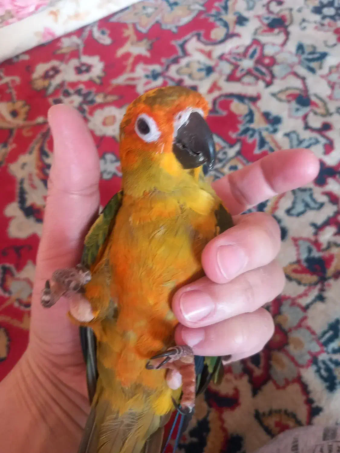 جوجه طوطی خورشیدی|پرنده|اصفهان, باتون|دیوار