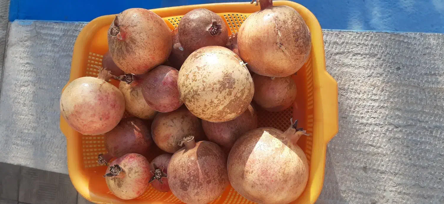 محصول انار|فعالیت داوطلبانه|کرمان, |دیوار