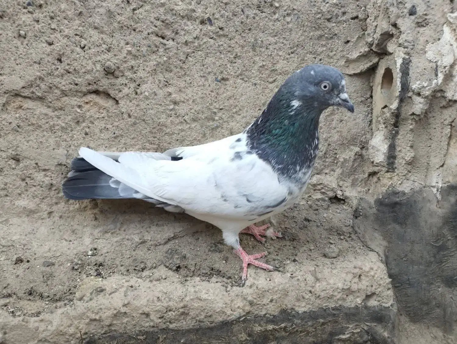 کفتر|پرنده|لنجان, |دیوار