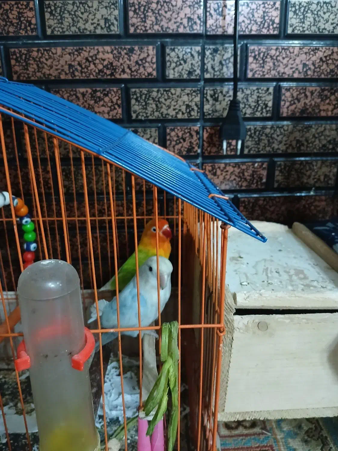 طوطی بلژیکی|پرنده|تالش, هشتپر|دیوار