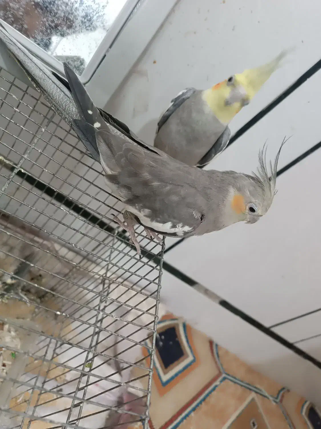 عروس هلندی|پرنده|دزفول, |دیوار