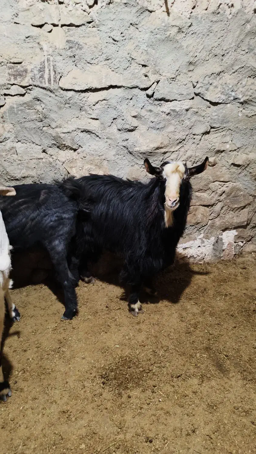 بز نر|حیوانات مزرعه|بهار, |دیوار