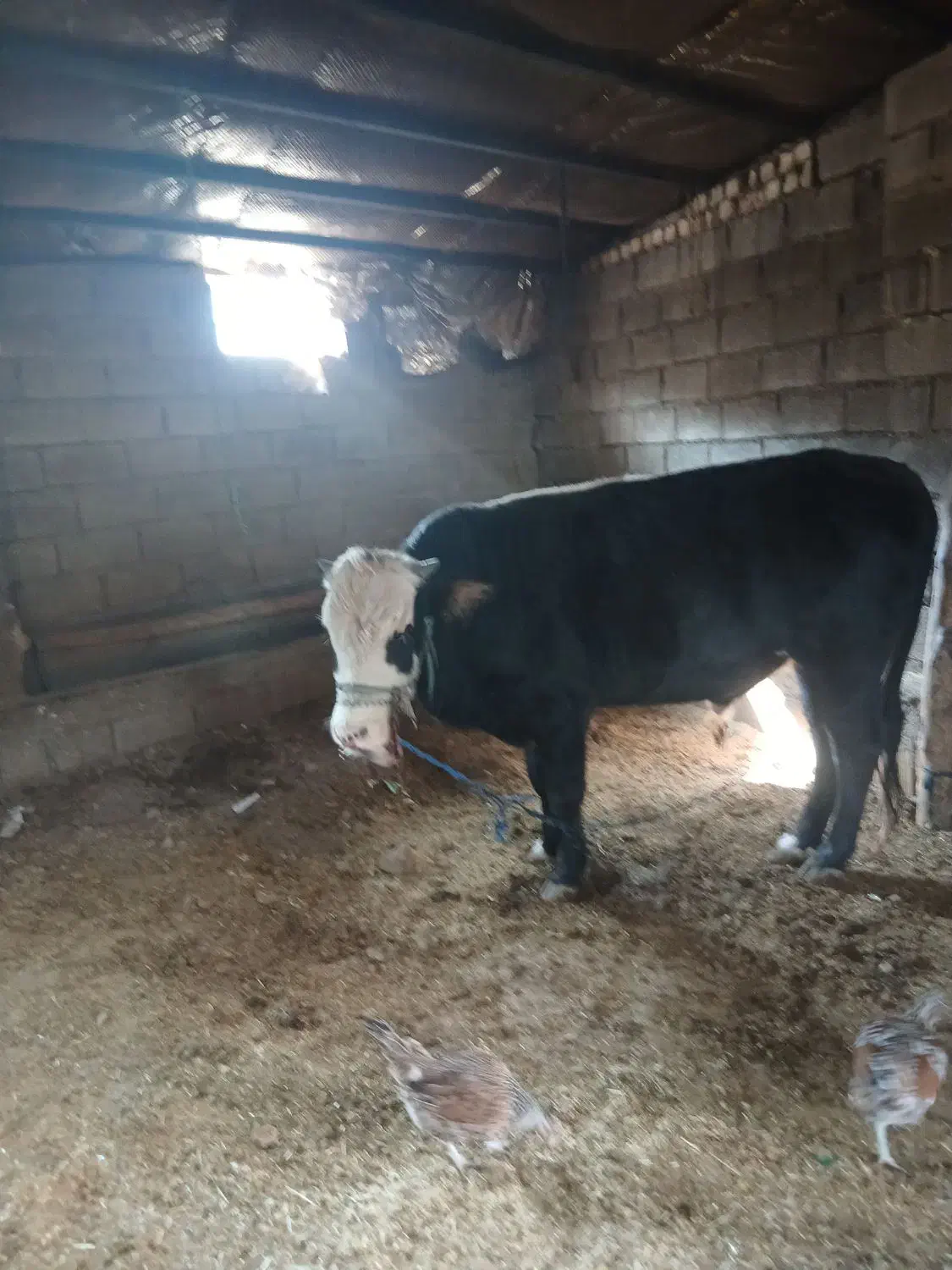 فروش گاو|حیوانات مزرعه|کوهدشت, |دیوار