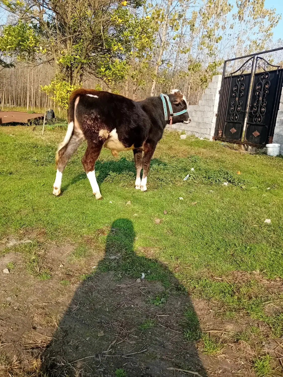 ورزا کوله چالوسی دورگ|حیوانات مزرعه|آستانه اشرفیه, |دیوار