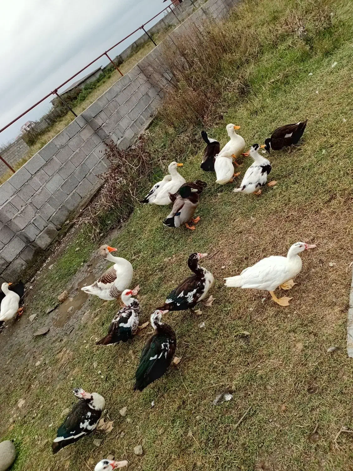 اردک غاز محلی بوقلمون|حیوانات مزرعه|اسالم, |دیوار