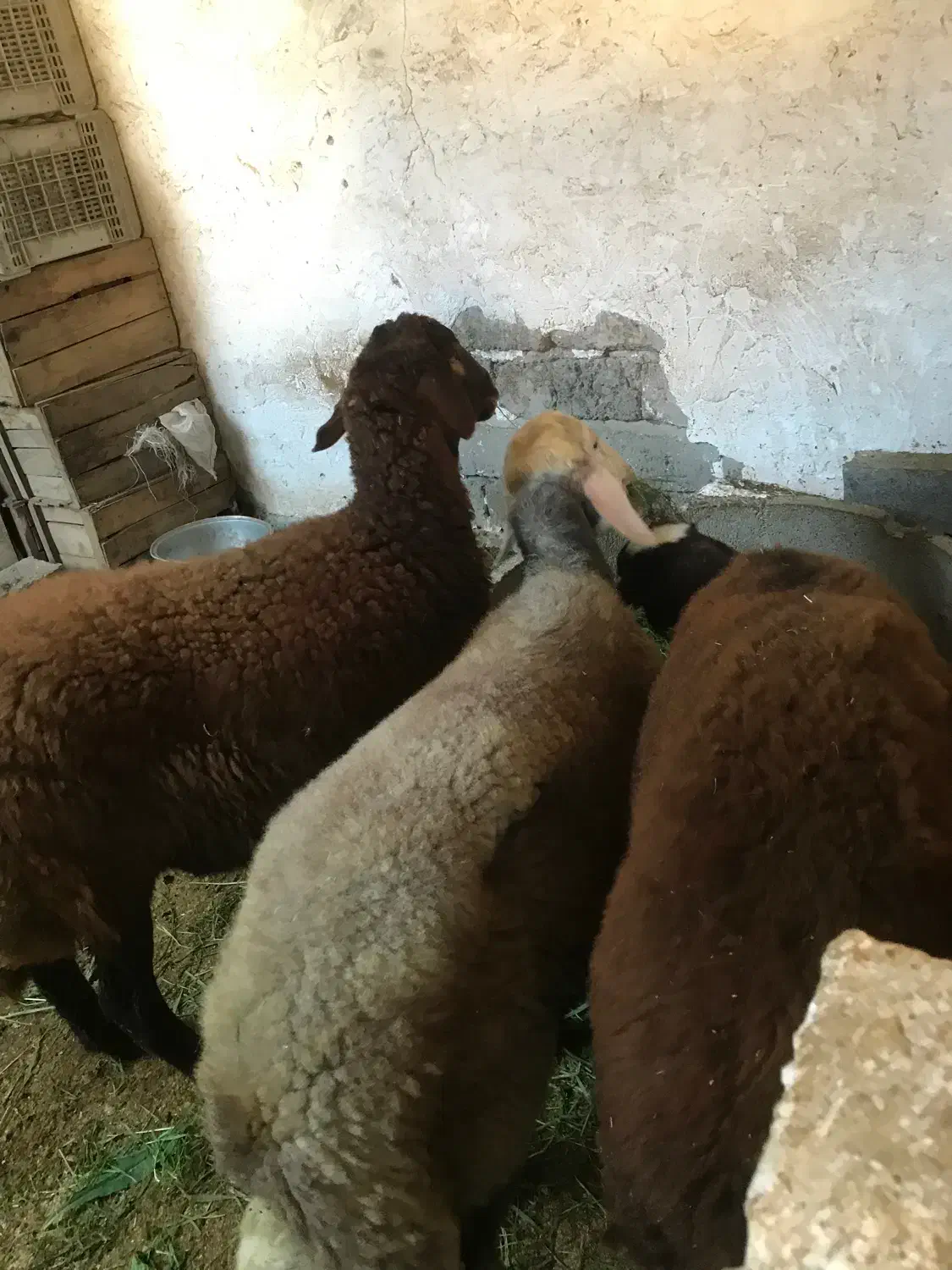 بره گوسفند نر و ماده افشاری بروجرد|حیوانات مزرعه|قائمشهر, |دیوار