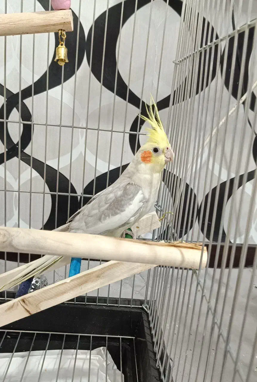 عروس هلندی نر آهویی آماده جفت گیری|پرنده|ری, ملک‌آباد|دیوار