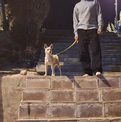 سگ  حیوان خانگی|سگ|اسلام‌شهر, شهرک سالور|دیوار