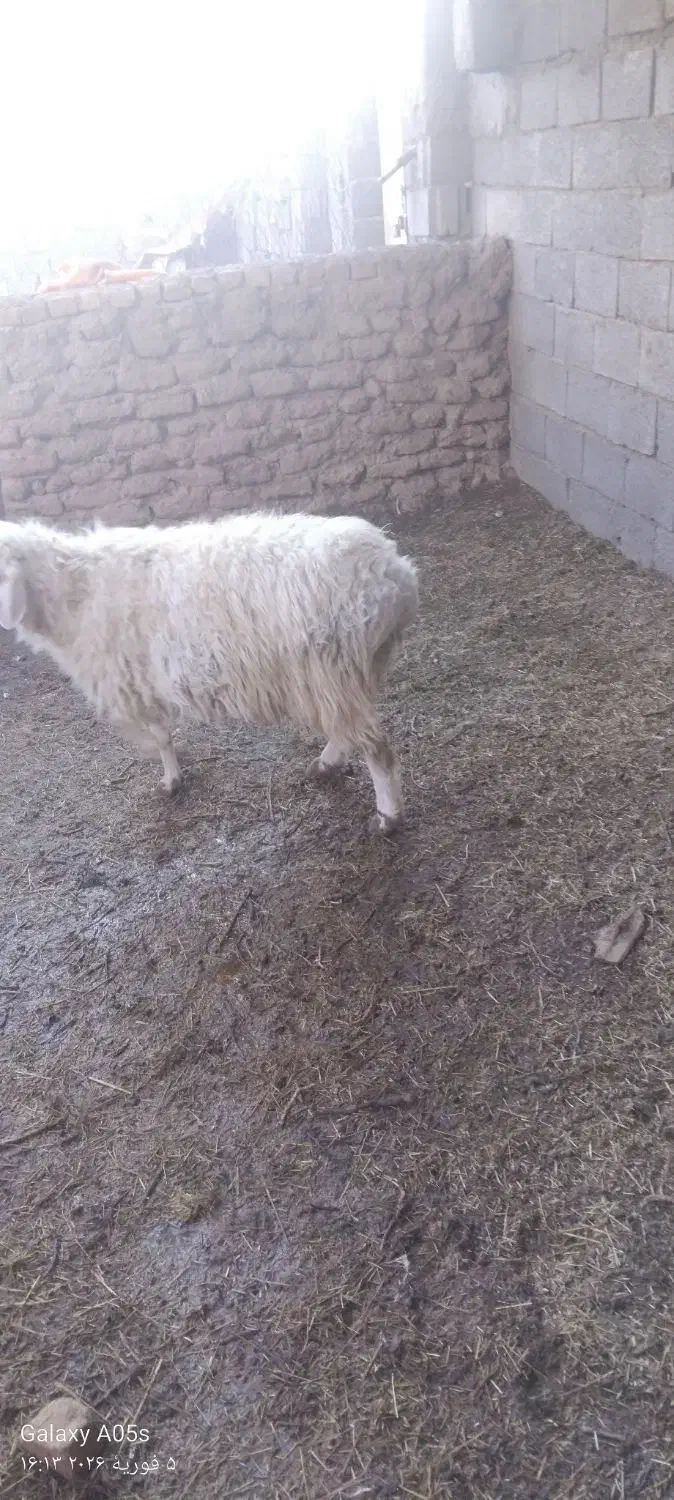 بره فروشی|حیوانات مزرعه|مود, |دیوار