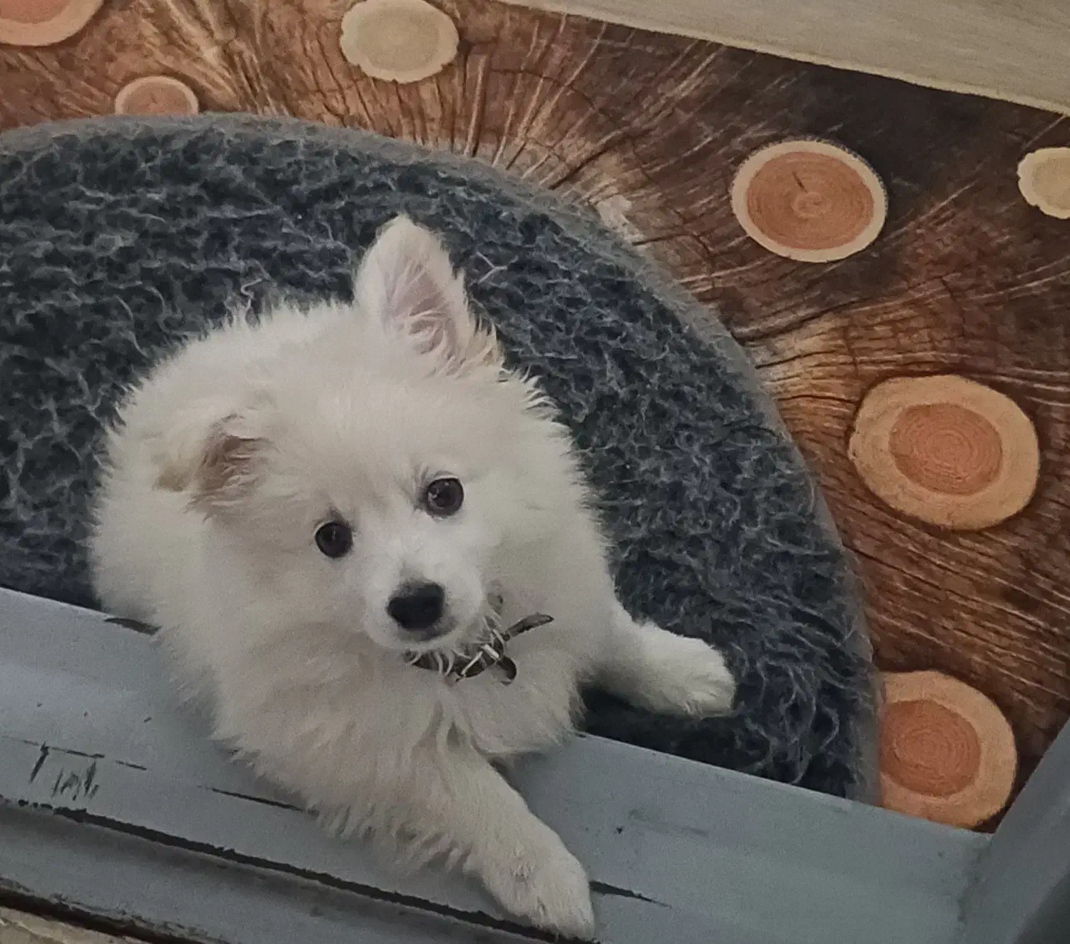 سگ میکس تربیت شده|سگ|اسلام‌شهر, شهرک قائمیه|دیوار