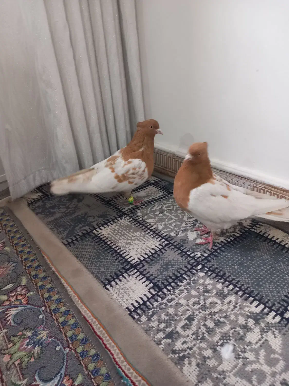 کله زرد نروماده|پرنده|اقبالیه, |دیوار