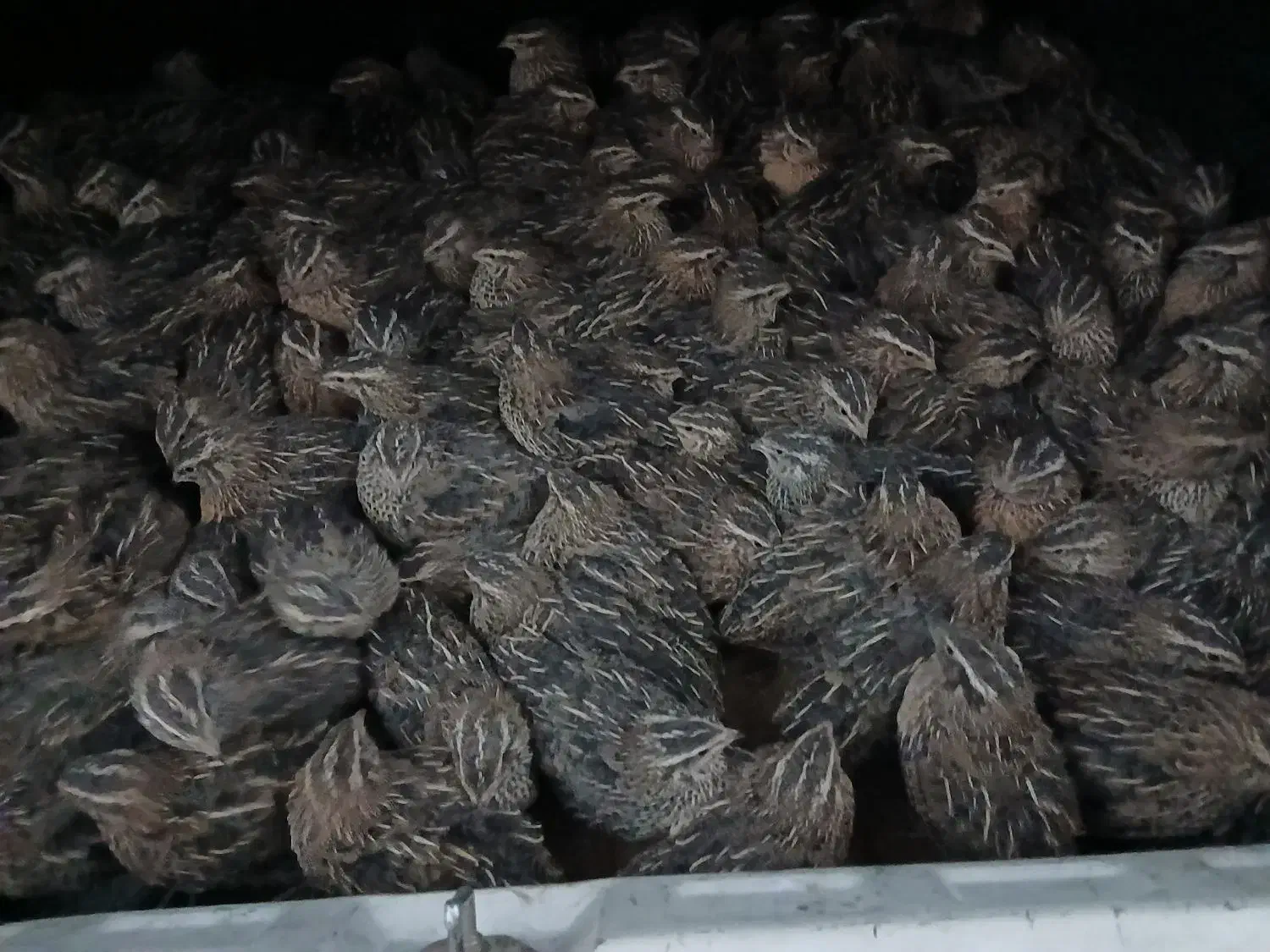 تخم.بلدرچین جوجه بلدرچین بلدرچین بالغ|حیوانات مزرعه|زاهدان, |دیوار