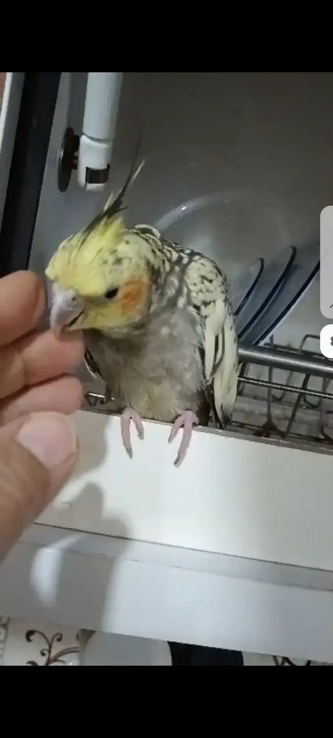 پرنده|حیوانات|برازجان, |دیوار