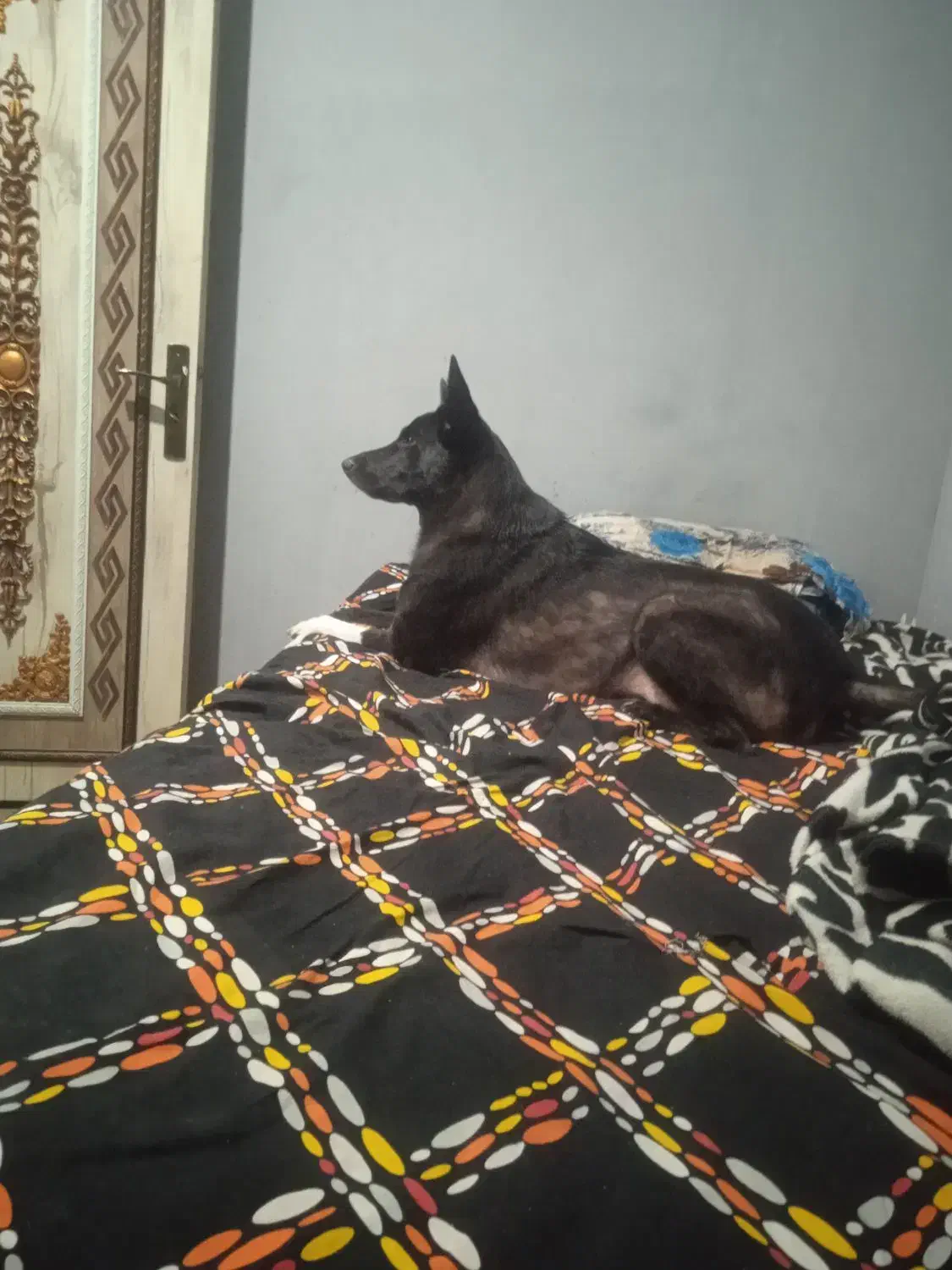 واگذاری سگ بومی ماده عقیم|سگ|ماهدشت, |دیوار