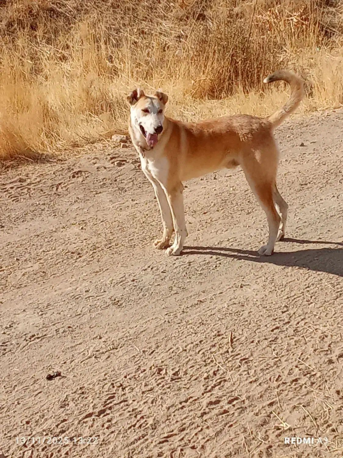 سگ.|حیوانات|سنقر, |دیوار