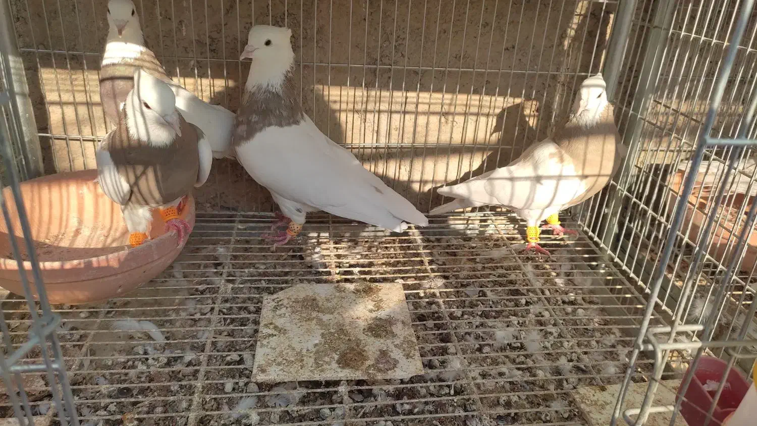 نراجری|پرنده|باغ بهادران, |دیوار