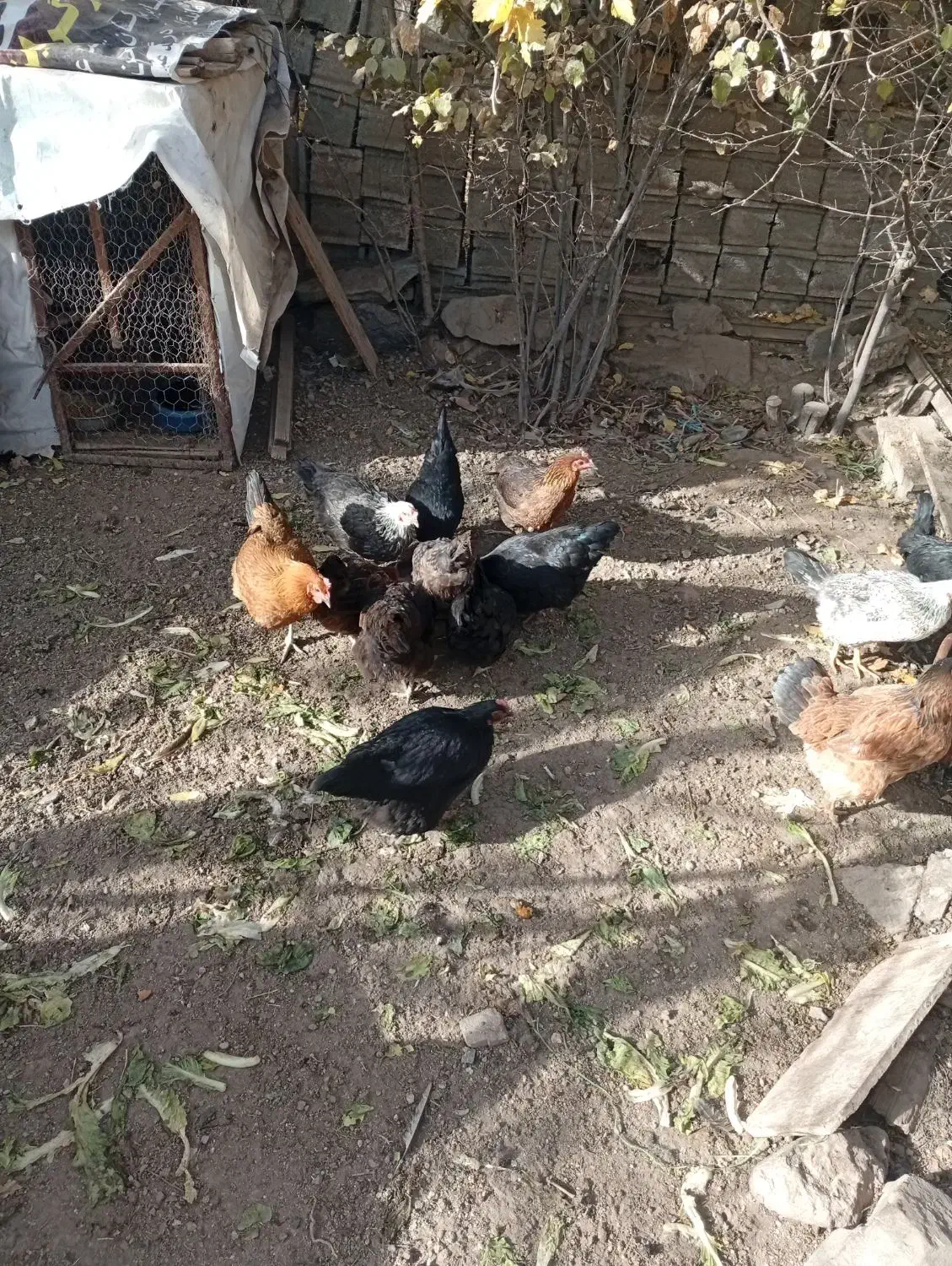 14عددمرغ رسمی تخم گذارفروشی|حیوانات مزرعه|تفرش, |دیوار