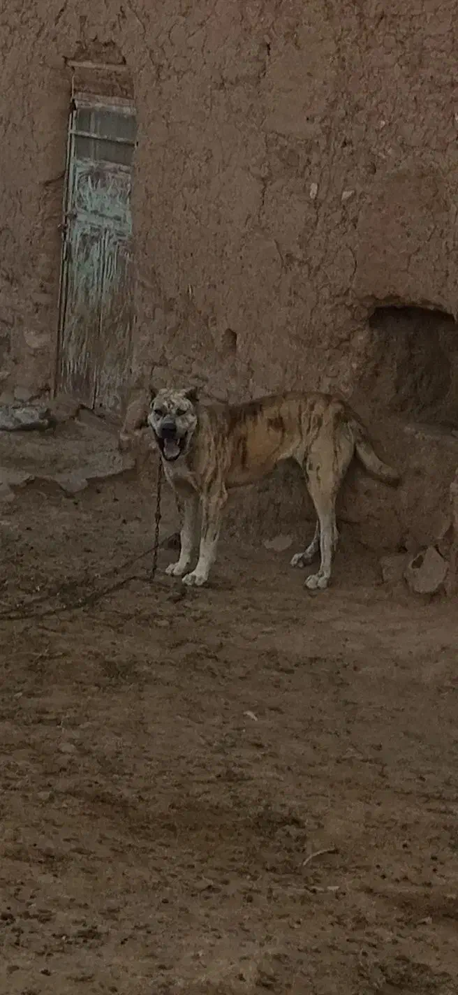 معاوضه ندارم|سگ|تربتحیدریه, پائین ولایت|دیوار