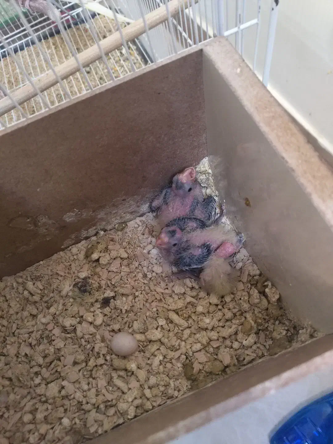 عروس هلندی جوجه عروس جوجه کتوله|پرنده|سبزوار, کهنه آب|دیوار