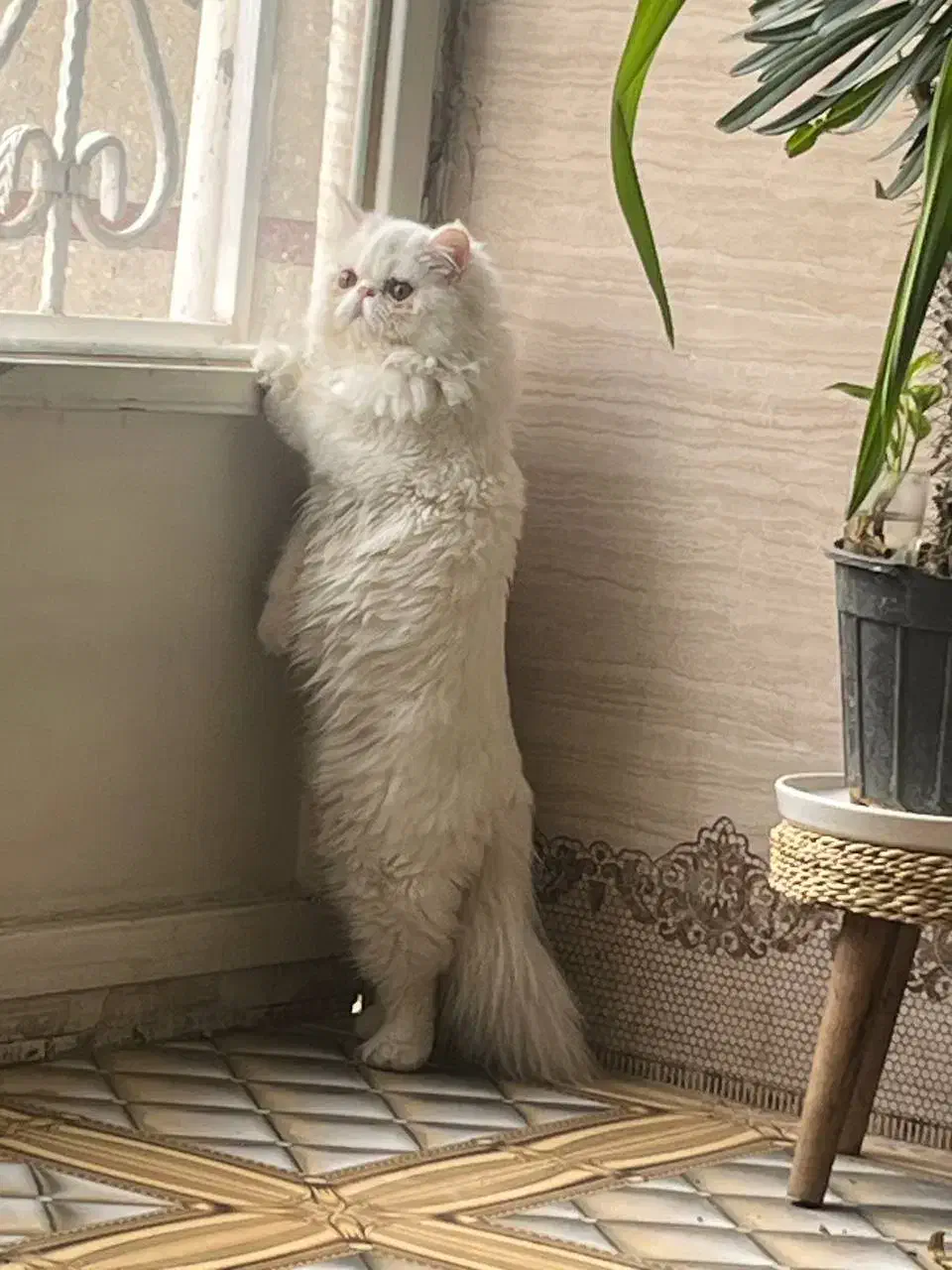 گربه ماده پرشین جهت جفت گیری|گربه|یزد, |دیوار