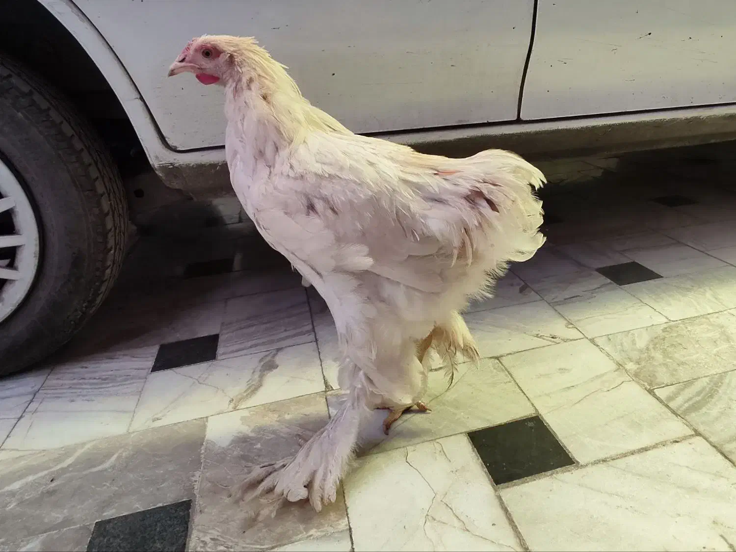 خروس برهما غول پیکر|حیوانات مزرعه|قم, نیروگاه|دیوار