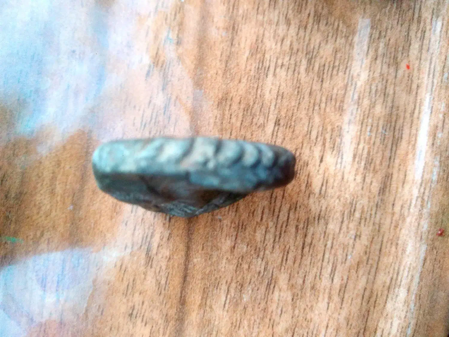 فسیل حلزون|کلکسیون اشیاء عتیقه|نگین شهر, |دیوار